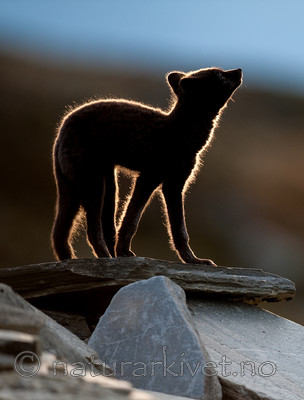 BB 13 0134 / Vulpes lagopus / Fjellrev